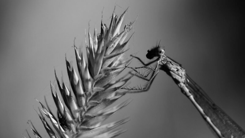Black and white close up image of mayfly sat on a wheat husk.