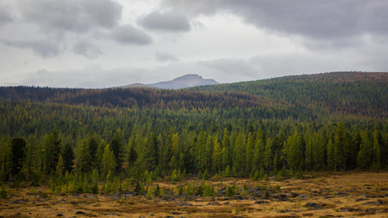 A landscape shot of a Tuvan taiga forest.