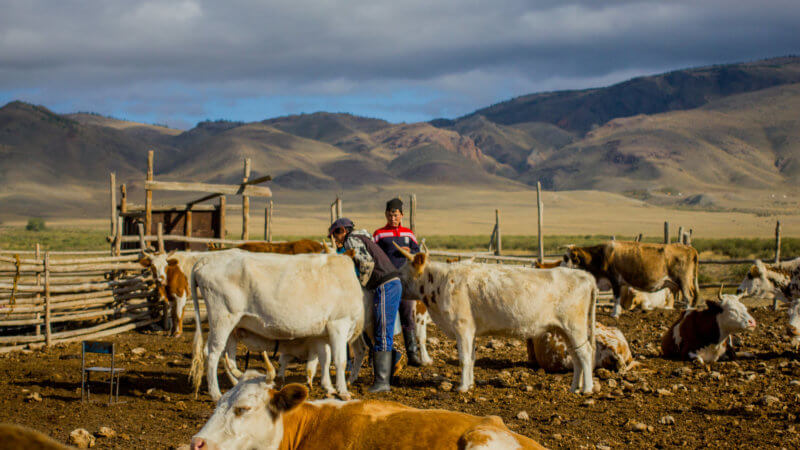 Two young men in an open open milking horned cattle.