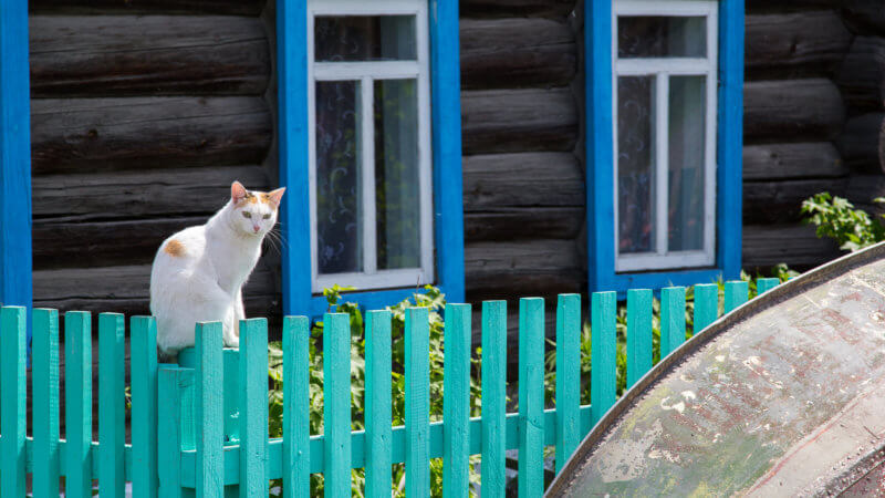 A white cat sits on a green fence outside of a log cabin with blue window frames.