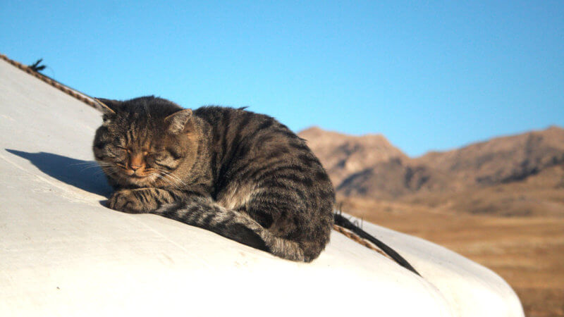 A cat curled up on top of a yurt roof and sleeping in the sun.