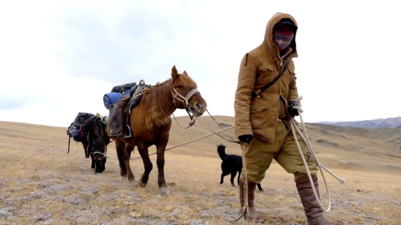 Alpamys towing horse and walking over a mountain top. Dressed in khaki clothing and boots.