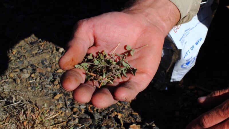 A man holds out a collection of handpicked green tea in his palm.